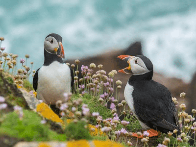 two puffins talking on a clifftop Generative Change who talks more men or women and does it matter